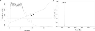 A Strong Synergy Between the Thiopeptide Bacteriocin Micrococcin P1 and Rifampicin Against MRSA in a Murine Skin Infection Model